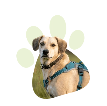 Durch meine 5 Hunde habe ich gelernt, was wahre Verbindung bedeutet und daraus die ANUI Methode entwickelt.